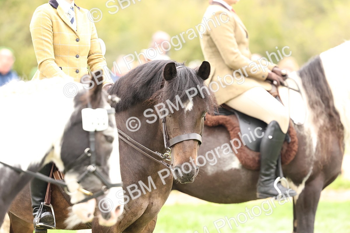 SBM_59989 - S36 - Rehabiliated Rescue Horse & Pony In Hand & Ridden