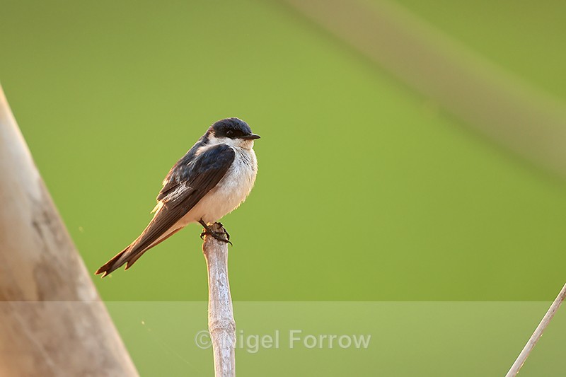 White-winged Swallow, Porto Jofre, Mato Grosso, Brazil - White-winged Swallow
