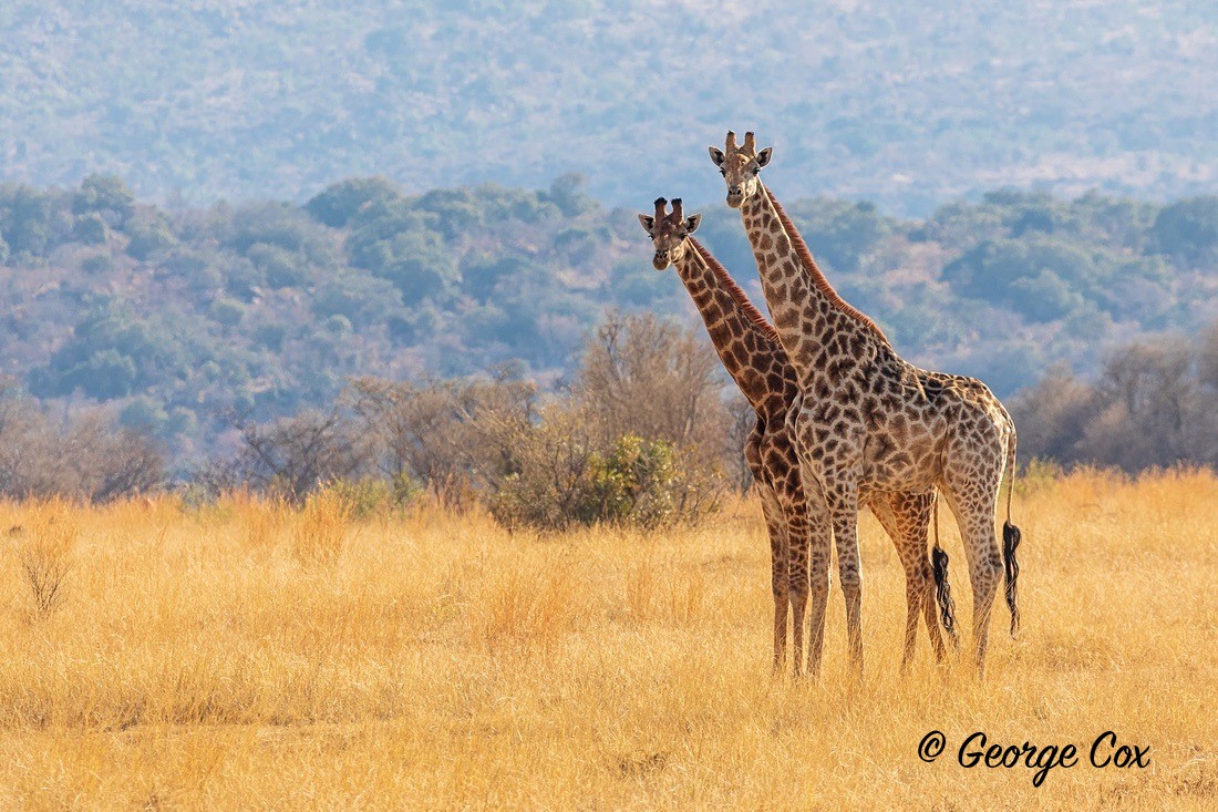 Giraffes - South Africa - Limpopo