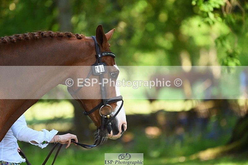 230524-160712-00698 - 208-NICO-Holly_Clarke-WEDTrotUp+DR