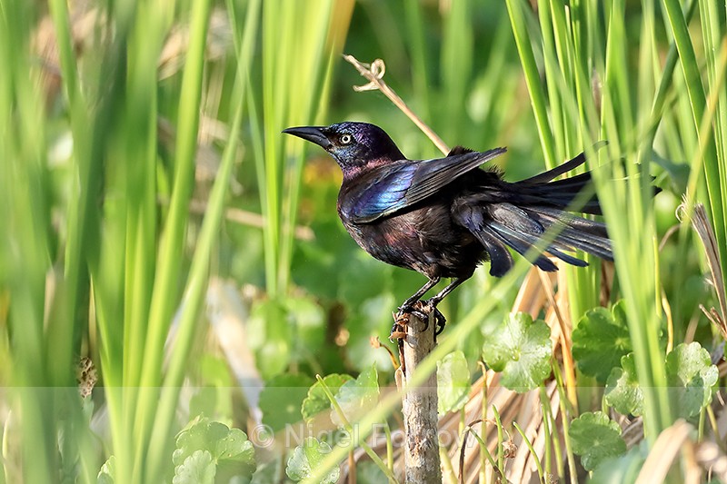 Common Grackle (male) ruffling feathers, Venice Rookery, Florida - Common Grackle