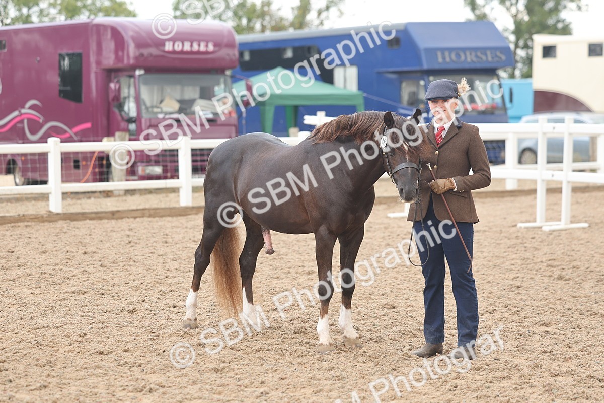 SBM_03279 - Class 16 - IH M&M Wildcard