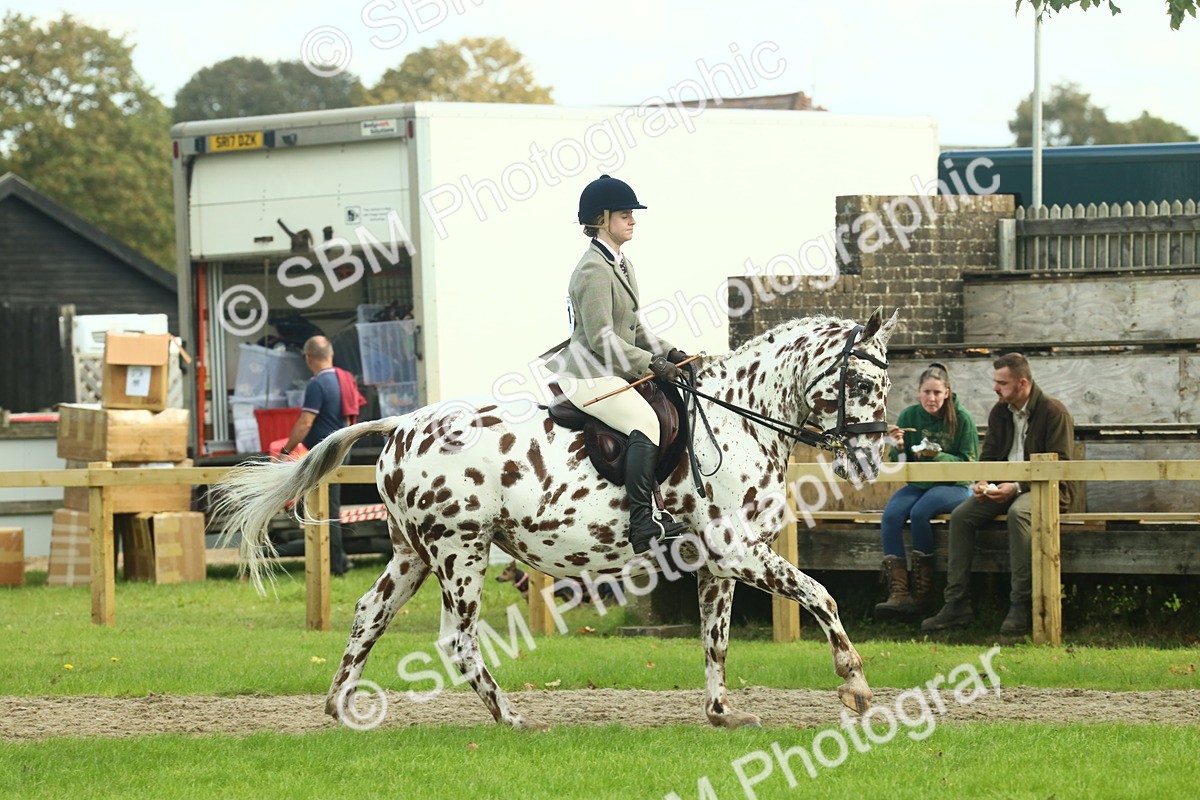 SBM_62464 - S62 - Foreign Breeds Ridden