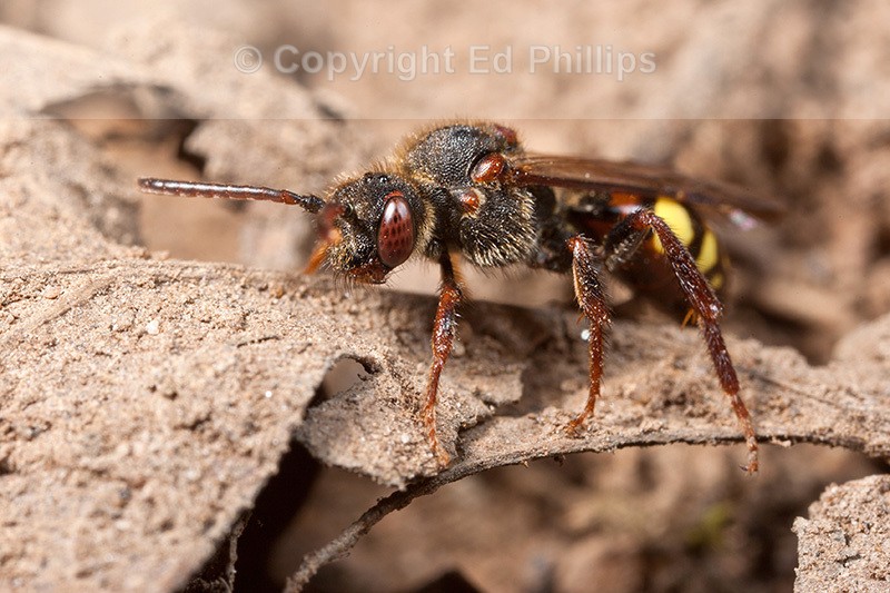 Nomada leucophthalma