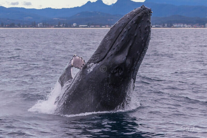 0A3A5544 - 2024 Whale Photos