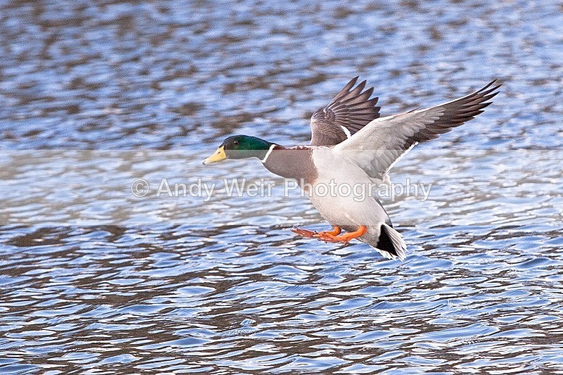 20120303-_MG_9043 - Mallard