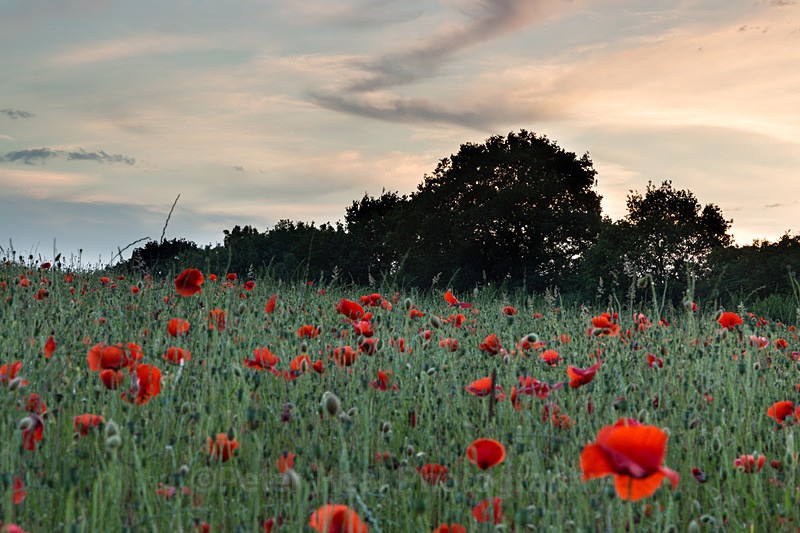 Poppy Field