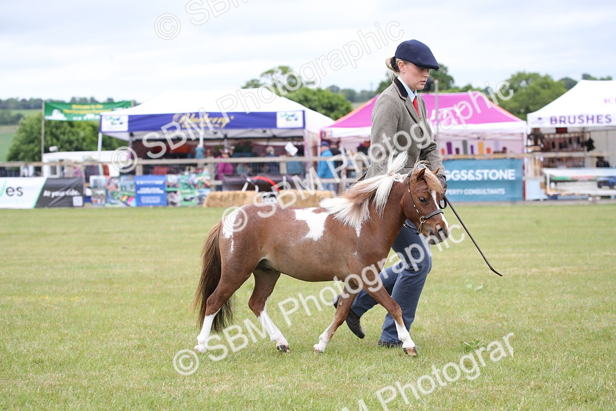 SBM_03528 - Class 23-25 - British Miniature Horse of the Year
