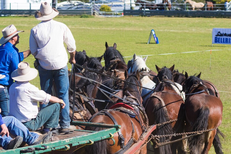 Marlie 11 Horse Draft Team 7. 0A3A9178 - 2025 Senic Rim Clydesdale Spectacular