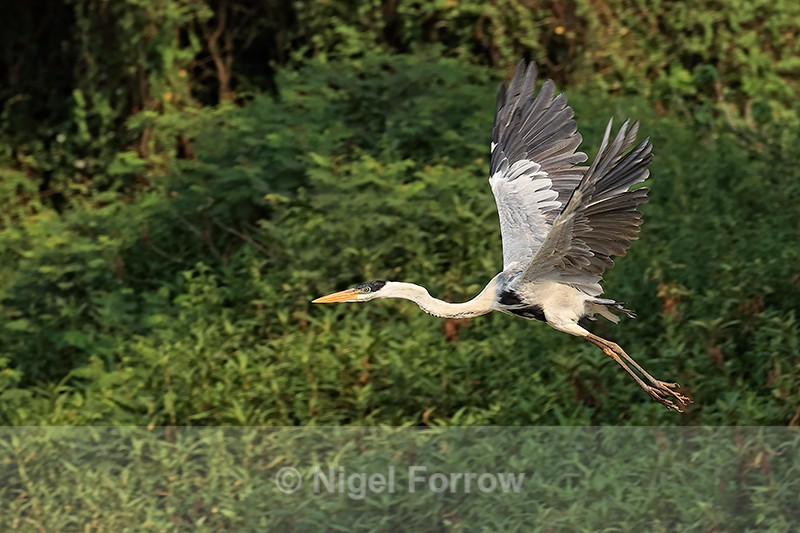 Cocoi Heron (adult) takes off, Mato Grosso, Brazil - Cocoi Heron