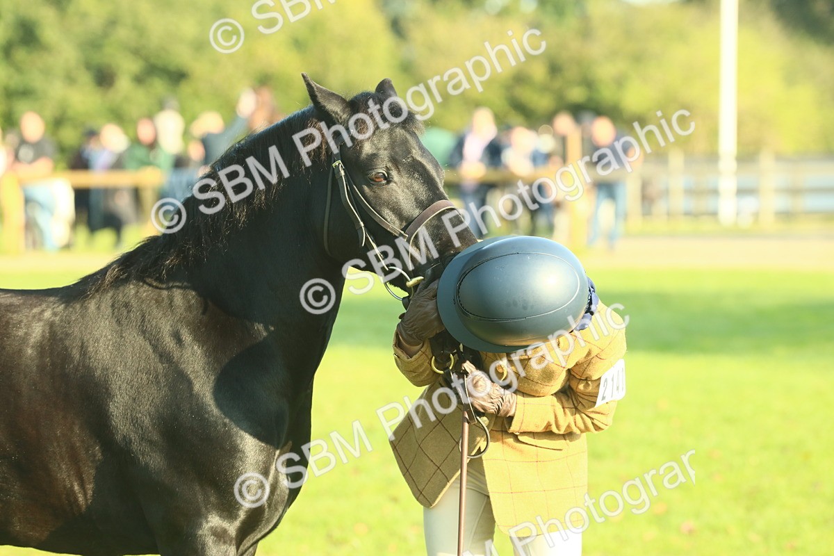 SBM_58451 - S37 - Starters In Hand Showing