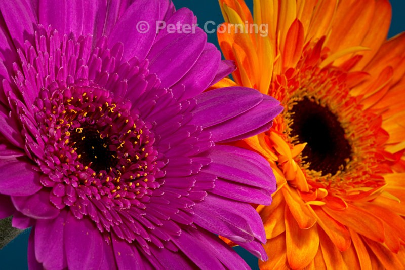 Gerbera - Flowers