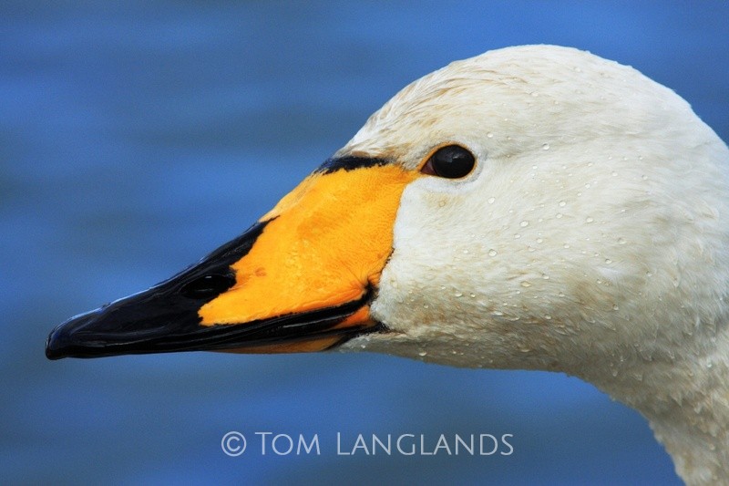 Whooper Swan - Swans and Geese