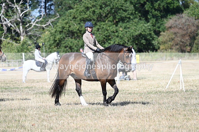 WJ7_3358 - Class 9 Mountain & Moorland Ridden
