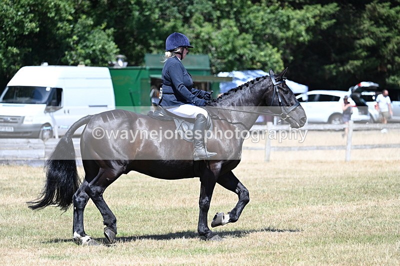 WJ7_2973 - Class 7 Riding Club Show Horse