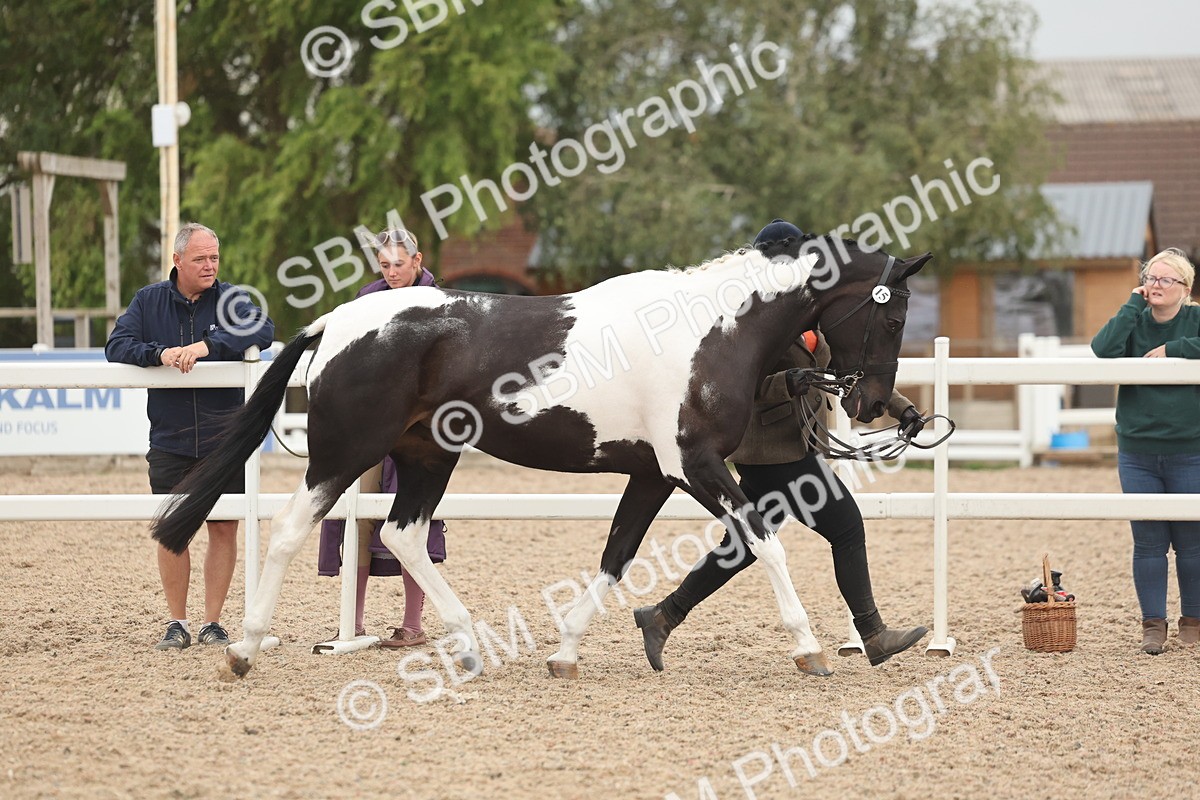 SBM_19771 - Class 318 - IH Part Bred Horse-Pony