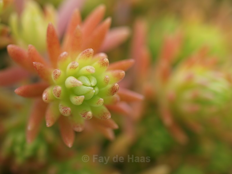  - Nature's Wonders