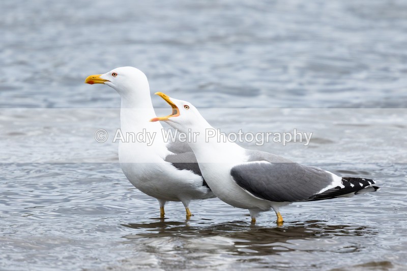 20160416-8E0A3435 - Gulls