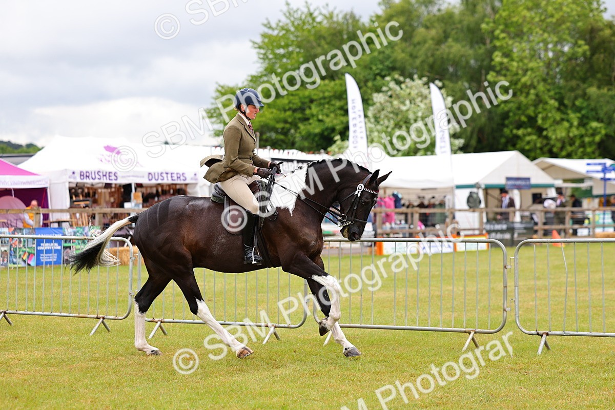 SBM_02499 - Class 9-11 Side Saddle including LIHS Rising Star Ladies Show Horse