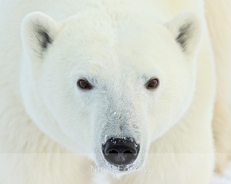 Polar Bear (female) close portrait, Churchill, Canada - Polar Bear