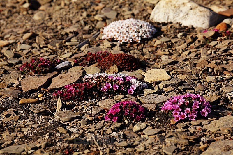 Moss Campion 7396 - Colours of Svalbard