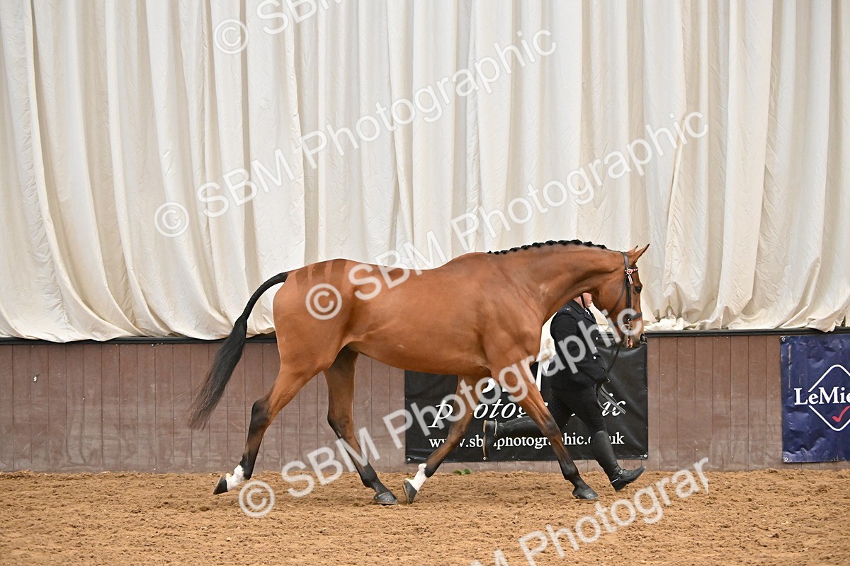 SBM_000126 - Class 6 - BSHA In Hand Racehorse to Show Horse