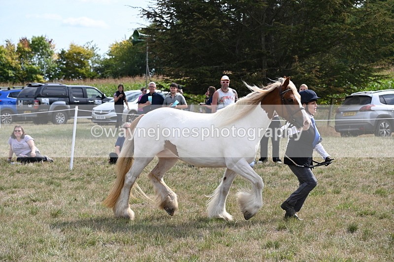 WJ6_6576 - Class 20 In-hand Cob