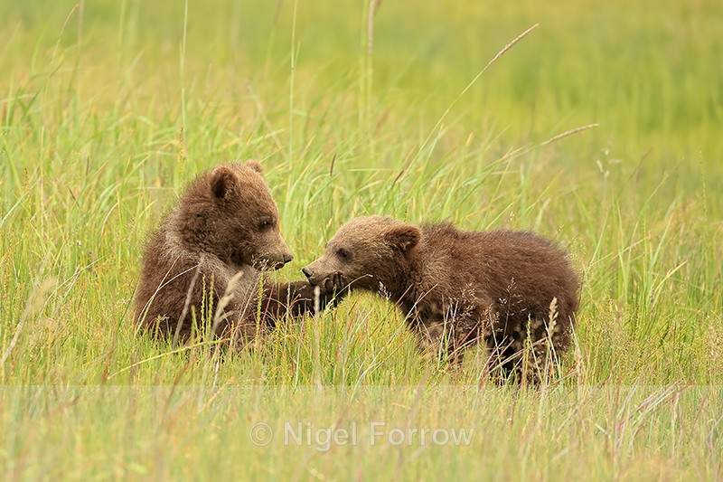 Interaction of Brown Bear cubs, Silver Salmon Creek, Alaska - Brown Bear