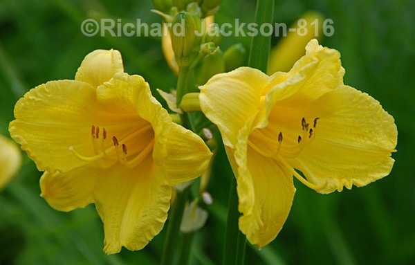 Mellow Yellow - Flowers