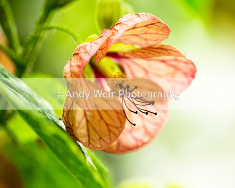 20140525-3K8A1613 - Plants & Flowers