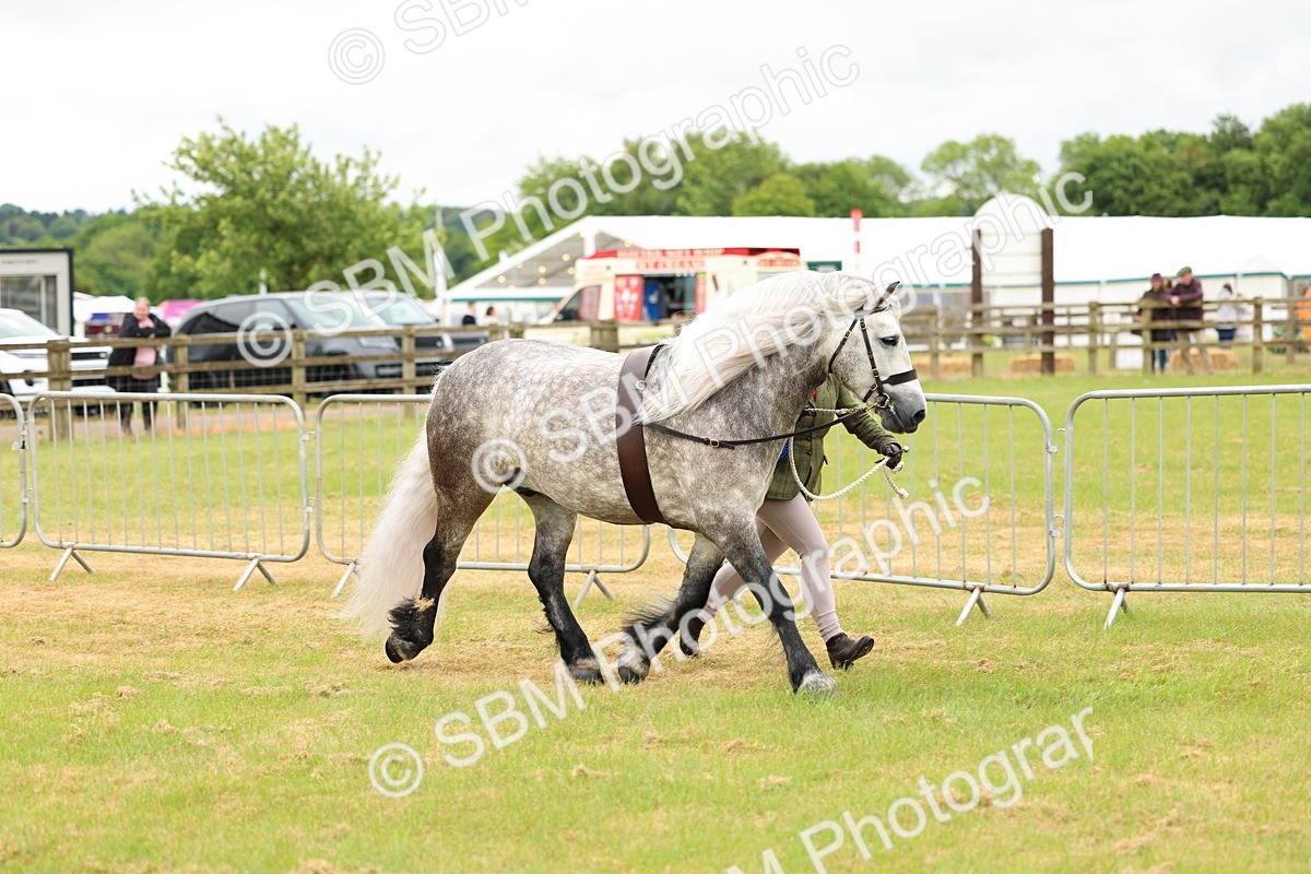 SBM_00646 - Class 58-67 - M&M Non Welsh Pony In hand