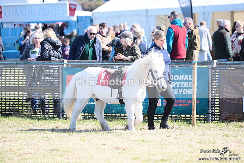 Shet 060426 2 - Shetland Pony Racing Paxford Races Easter Mon 06/04/26