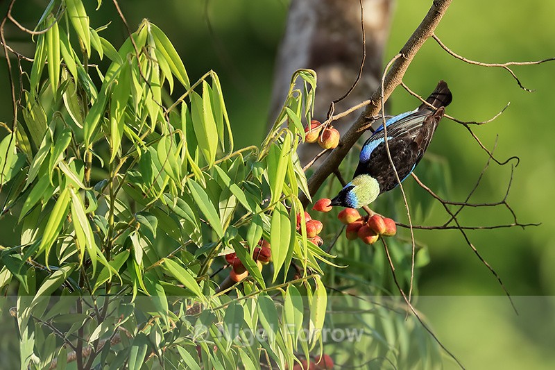 Golden-hooded Tanager holding berry, Osa Peninsula, Costa Rica - Golden-hooded Tanager