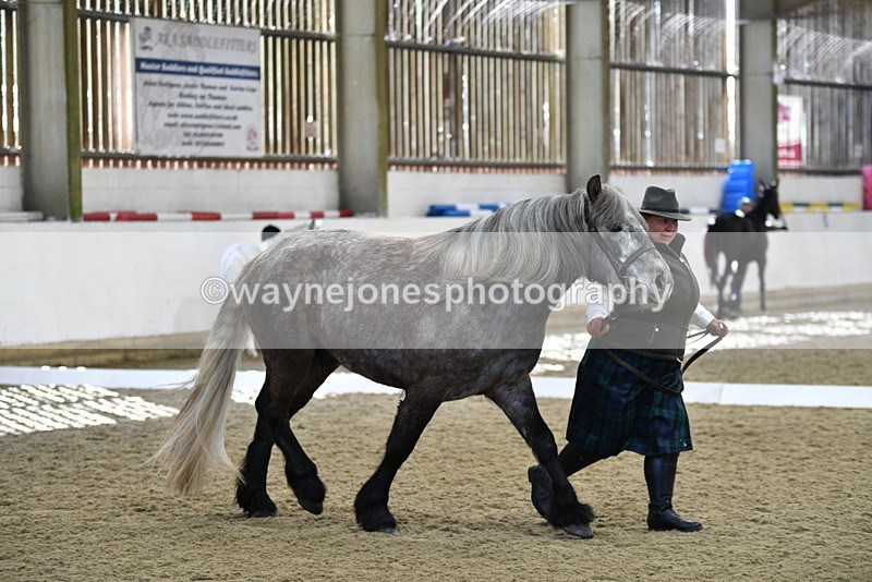 WJ5_4353 - Class 6 In hand M&M - Large Breeds