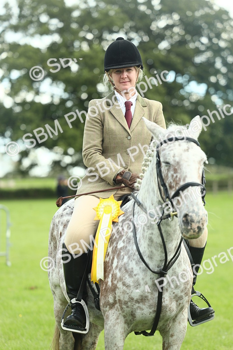 SBM_42211 - S29 - Novice & Newcomers Working Hunter Pony