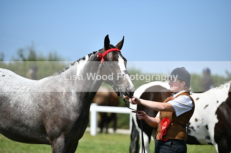 DSC_7946 - Coloured Horse In Hand Championship