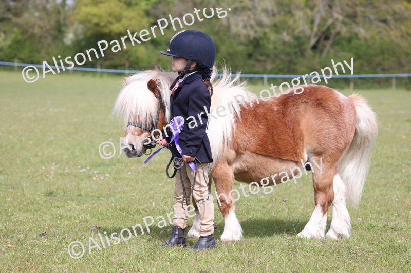 20260426-3175 - Class 26 - Shetland Ponies and Minitures