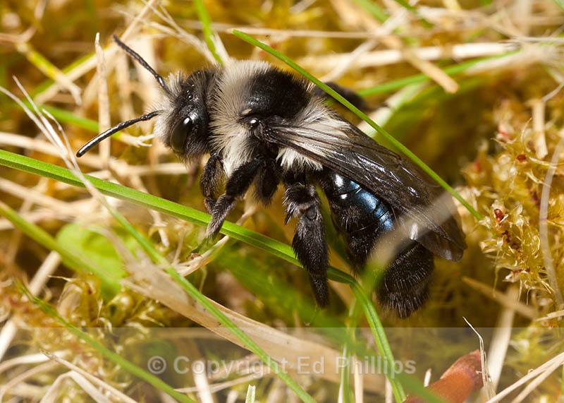 Andrena cineraria (f) - Andrena cineraria