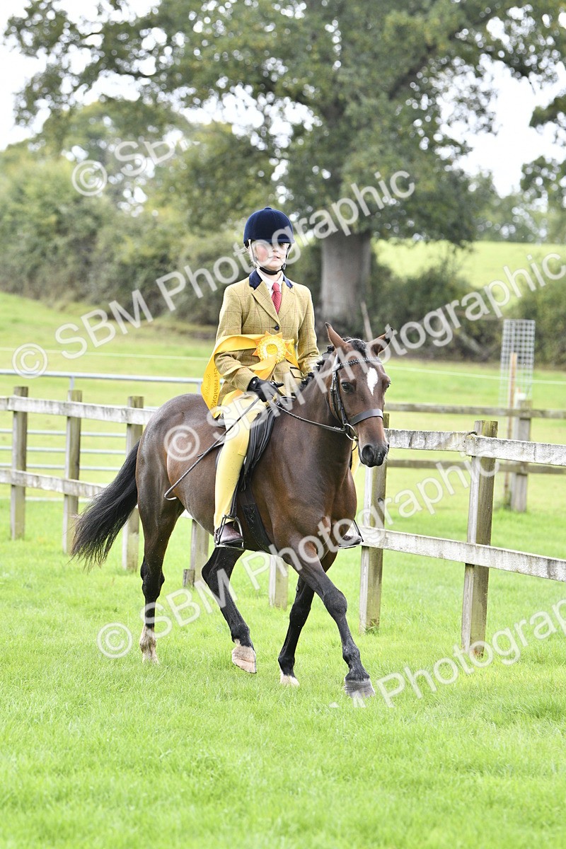 SBM_38314 - S31 - Novice & Newcomer Working Hunter Pony