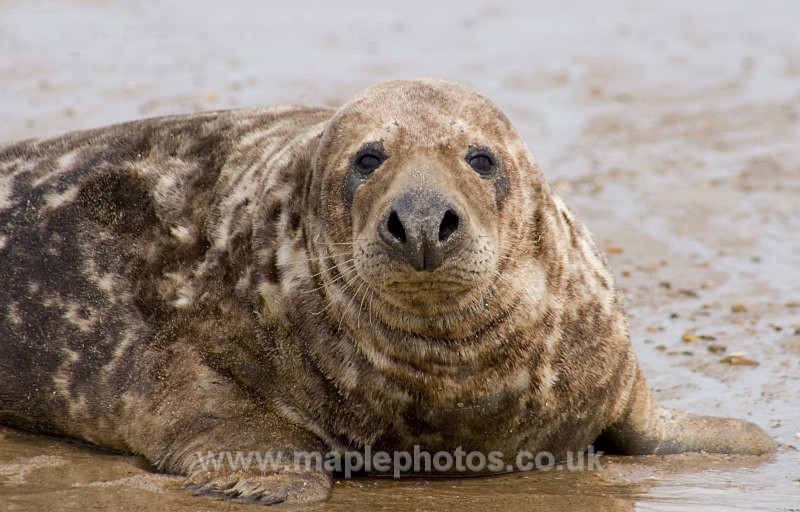 Seal Of Approval