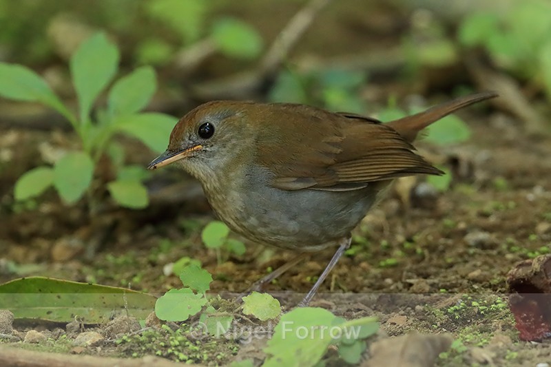 Ruddy-capped Nightingale-Thrush, Costa Rica - Ruddy-capped Nightingale-Thrush