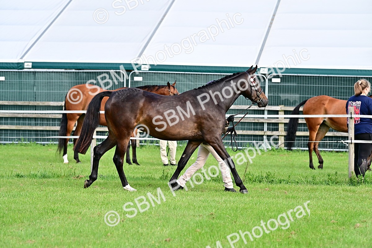 SBM_00080 - Class 46-49 - Arab and Part Bed-Anglo Arab In Hand