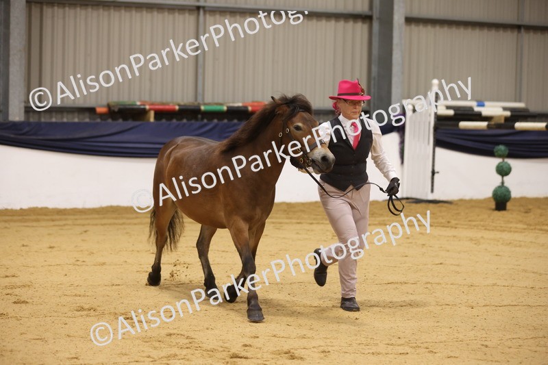 20260913-1031 - Class 109 - Bred On Exmoor In Hand