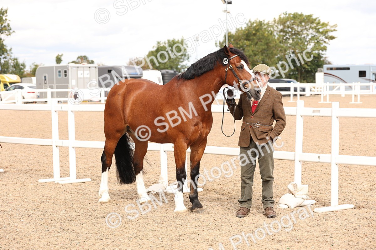 SBM_14633 - Class 208 - IH Veteran Horse