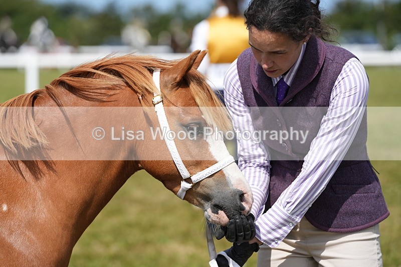 DSC05568 - Class 50: NPS M&M 4 years and over Small Breeds