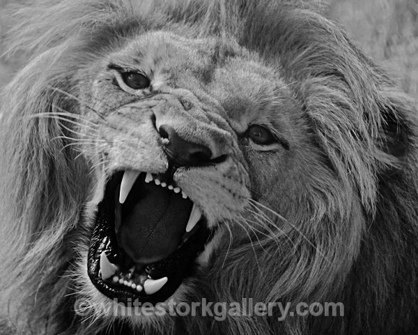 Roar! - Angolian Lion - Wildlife and Animals