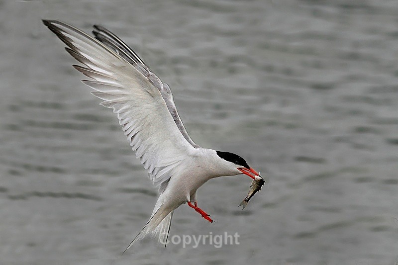 Common Tern with Fish - Birds