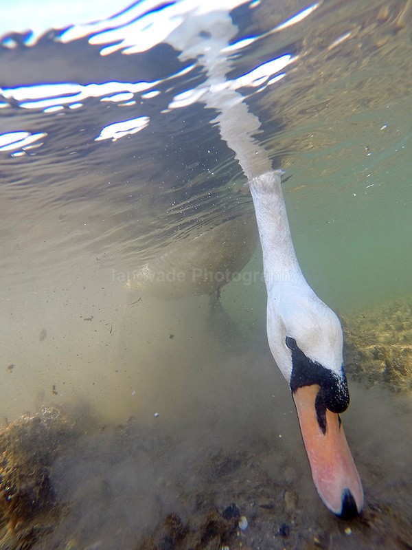 Mute Swans (Cygnus olor) feeding underwater in Bristol - Underwater Photography Bristol, Somerset and South West