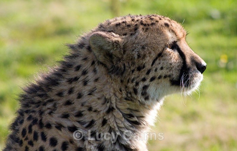  - Big Cats
