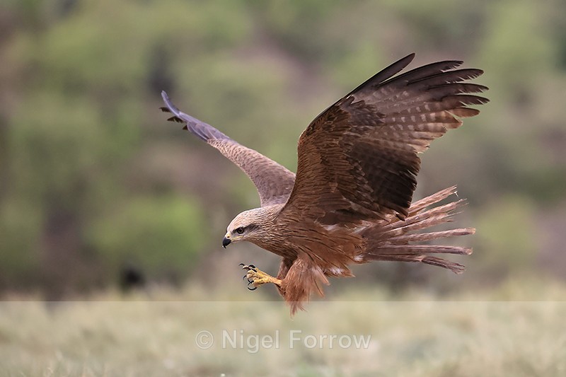 Black Kite swooping talons extended, Catalonia, Spain - Black Kite